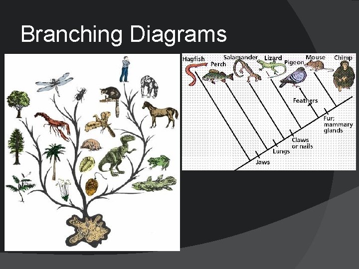 Branching Diagrams 