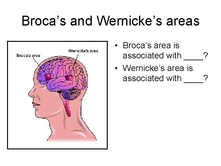 Broca’s and Wernicke’s areas • Broca’s area is associated with ____? • Wernicke’s area