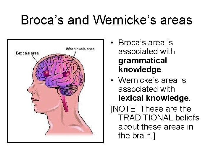 Broca’s and Wernicke’s areas • Broca’s area is associated with grammatical knowledge. • Wernicke’s