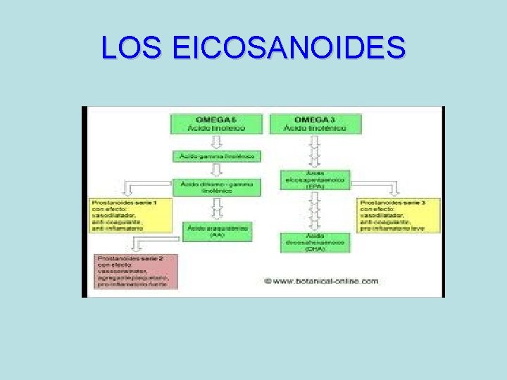 LOS EICOSANOIDES 