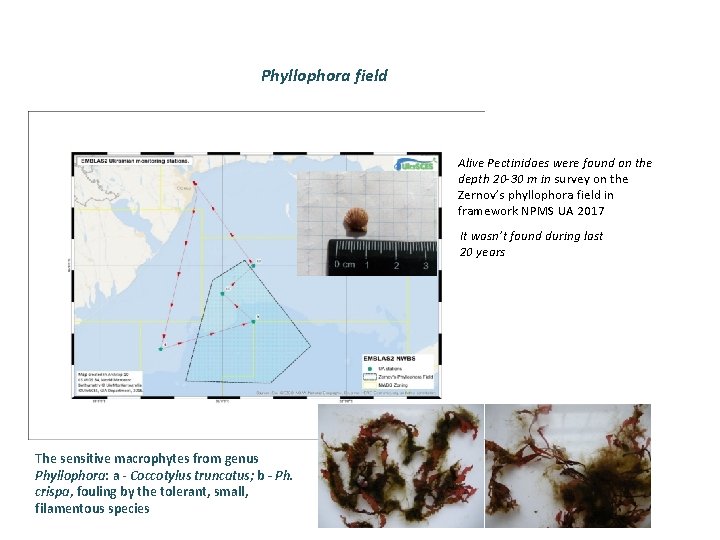 Phyllophora field Alive Pectinidaes were found on the depth 20 -30 m in survey