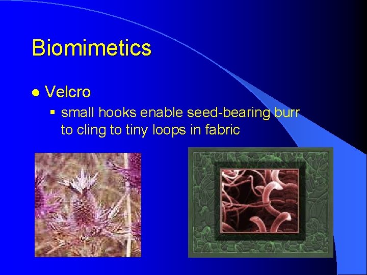 Biomimetics l Velcro § small hooks enable seed-bearing burr to cling to tiny loops