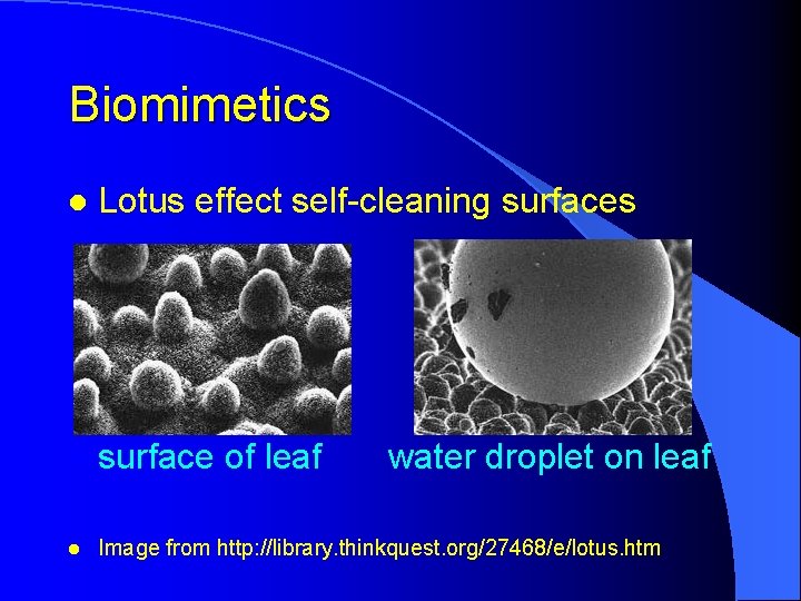 Biomimetics l Lotus effect self-cleaning surfaces l surface of leaf l Image from http: