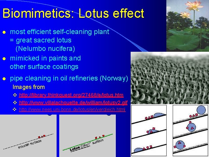 Biomimetics: Lotus effect l l l most efficient self-cleaning plant = great sacred lotus