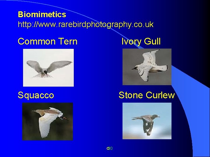 Biomimetics http: //www. rarebirdphotography. co. uk Common Tern Ivory Gull Squacco Stone Curlew 30