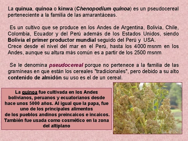 La quinua, quínoa o kinwa (Chenopodium quínoa) es un pseudocereal perteneciente a la familia