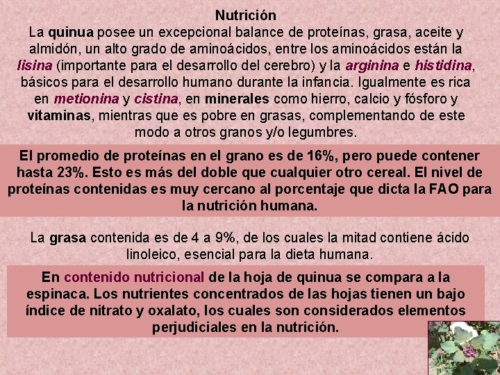 Nutrición La quinua posee un excepcional balance de proteínas, grasa, aceite y almidón, un