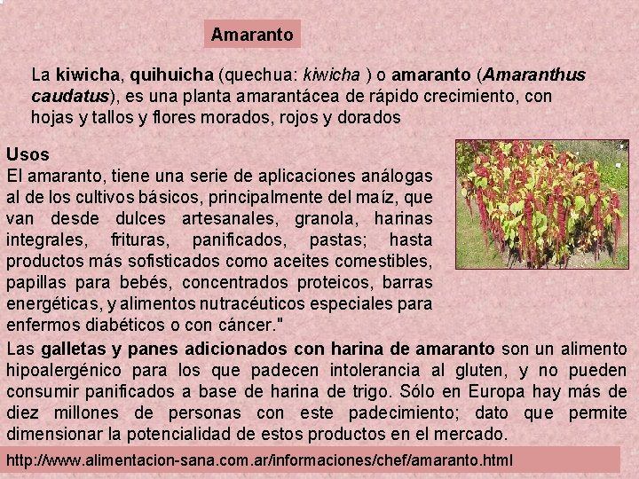 Amaranto La kiwicha, quihuicha (quechua: kiwicha ) o amaranto (Amaranthus caudatus), es una planta