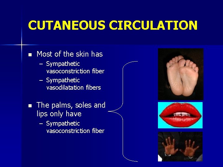 CUTANEOUS CIRCULATION n Most of the skin has – Sympathetic vasoconstriction fiber – Sympathetic