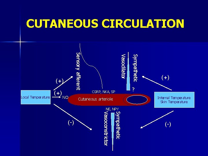 CUTANEOUS CIRCULATION NO Sympathetic Local Temperature (+) Vasodilator Sensory afferent (+) ? CGRP, NKA,