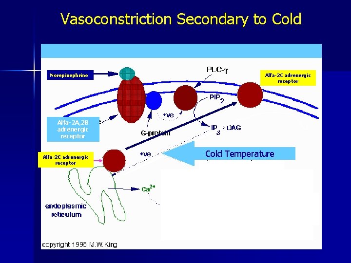 Vasoconstriction Secondary to Cold Norepinephrine Alfa-2 C adrenergic receptor Alfa-2 A, 2 B adrenergic