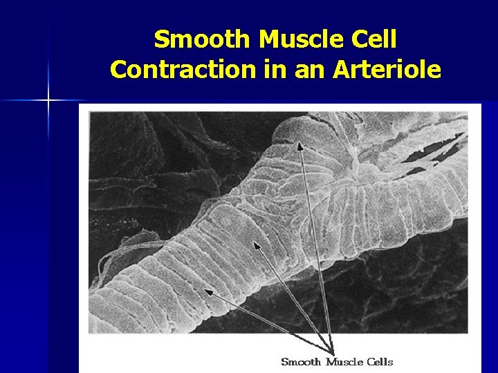 Smooth Muscle Cell Contraction in an Arteriole 