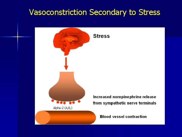 Vasoconstriction Secondary to Stress Alpha-2 (A, B, ) 