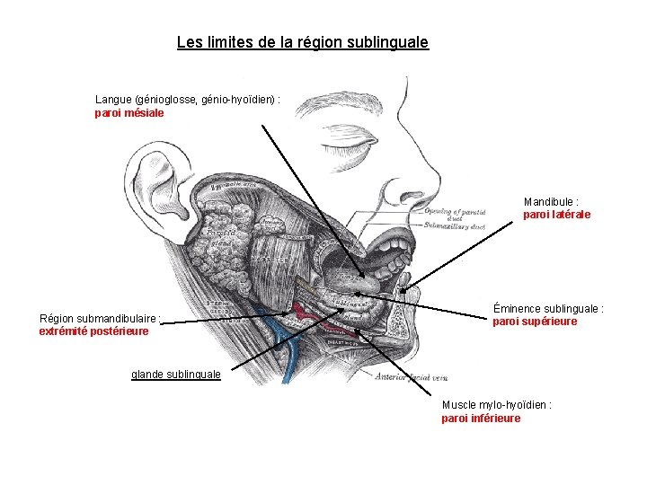 Les limites de la région sublinguale Langue (génioglosse, génio-hyoïdien) : paroi mésiale Mandibule :