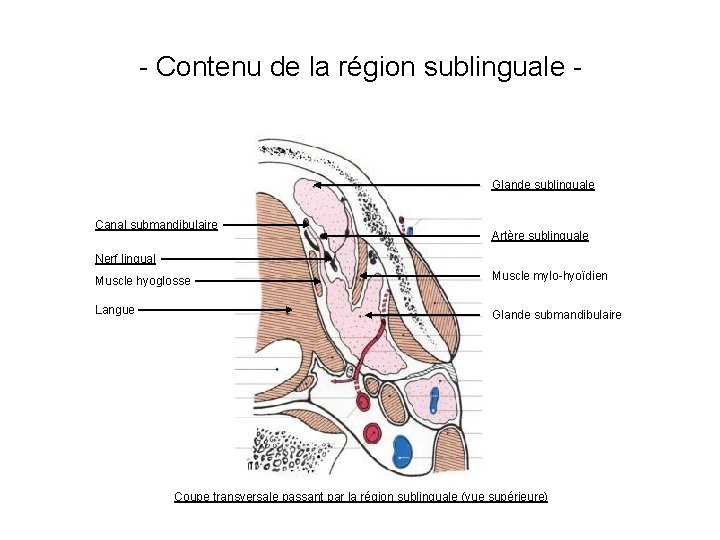 - Contenu de la région sublinguale - Glande sublinguale Canal submandibulaire Artère sublinguale Nerf