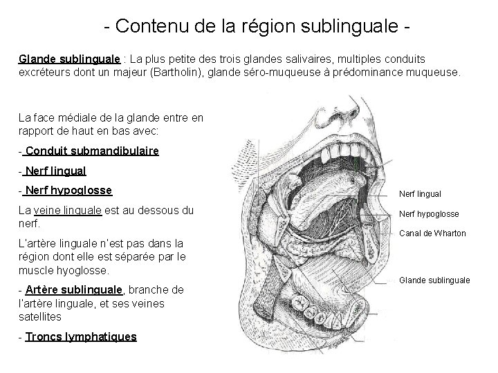 - Contenu de la région sublinguale Glande sublinguale : La plus petite des trois