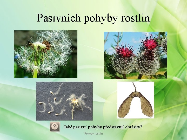 Pasivních pohyby rostlin Jaké pasivní pohyby představují obrázky? Pohyby rostlin 