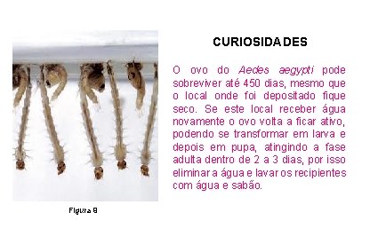 CURIOSIDADES O ovo do Aedes aegypti pode sobreviver até 450 dias, mesmo que o