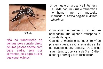 A dengue é uma doença infecciosa causada por um vírus e transmitida ao homem