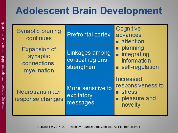 Exploring Lifespan Development Third Edition Laura E. Berk Adolescent Brain Development Synaptic pruning continues