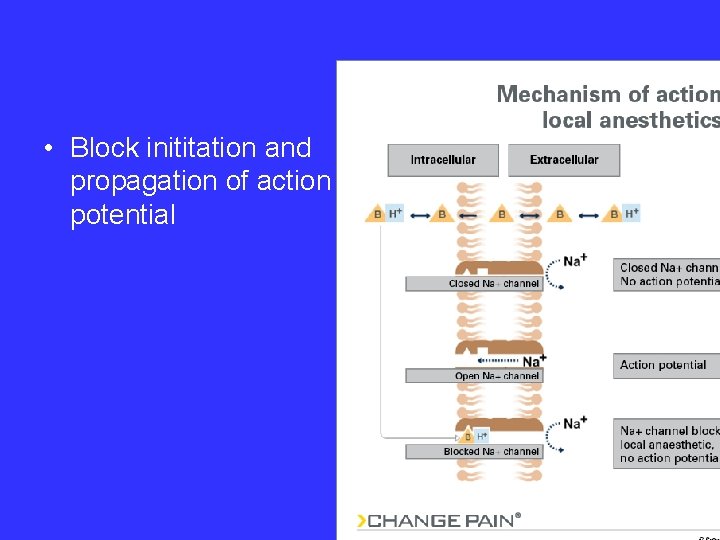  • Block inititation and propagation of action potential 