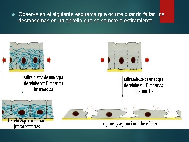  Observe en el siguiente esquema que ocurre cuando faltan los desmosomas en un