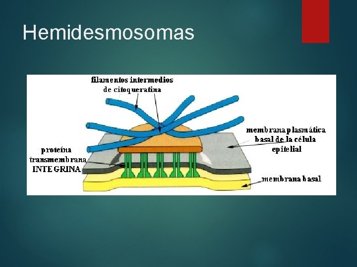 Hemidesmosomas 