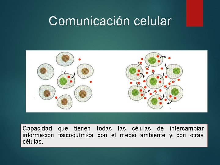 Comunicación celular Capacidad que tienen todas las células de intercambiar información fisicoquímica con el