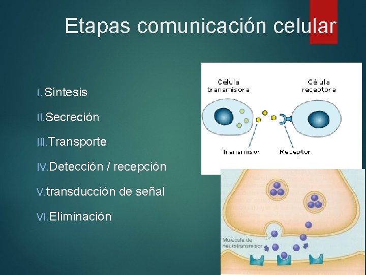 Etapas comunicación celular I. Síntesis II. Secreción III. Transporte IV. Detección / recepción V.