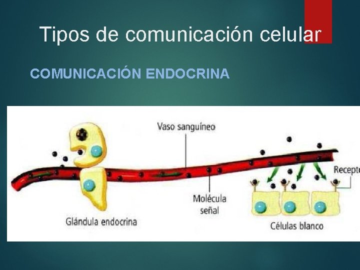 Tipos de comunicación celular COMUNICACIÓN ENDOCRINA 