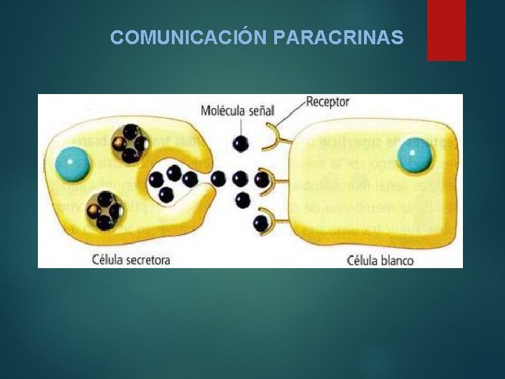 COMUNICACIÓN PARACRINAS 