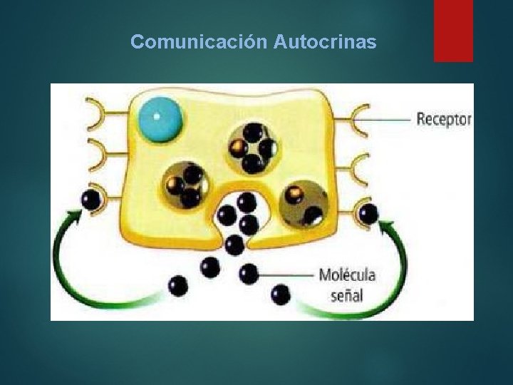 Comunicación Autocrinas 