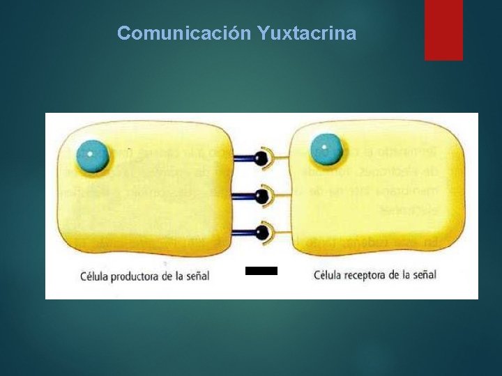 Comunicación Yuxtacrina 