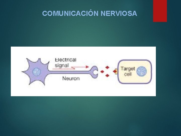 COMUNICACIÓN NERVIOSA 