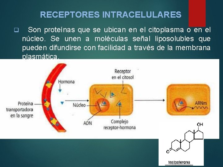 RECEPTORES INTRACELULARES q Son proteínas que se ubican en el citoplasma o en el