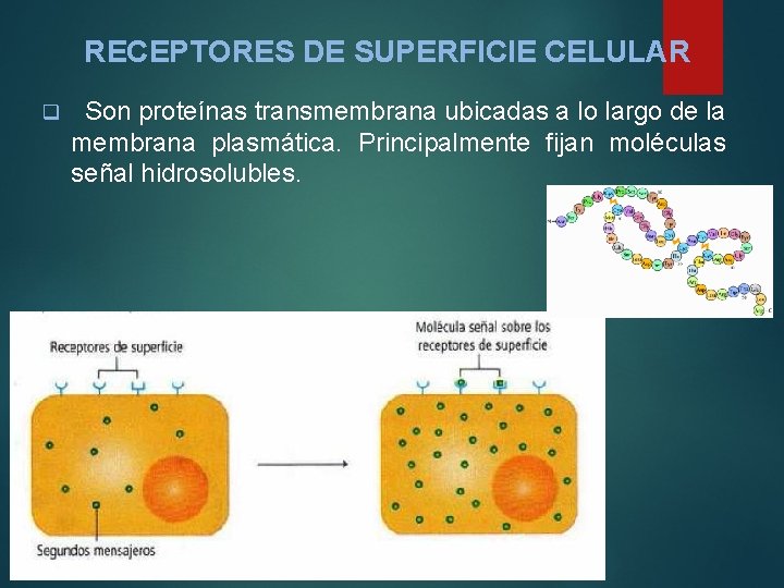 RECEPTORES DE SUPERFICIE CELULAR q Son proteínas transmembrana ubicadas a lo largo de la