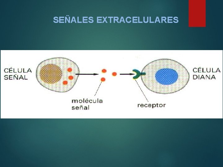 SEÑALES EXTRACELULARES 