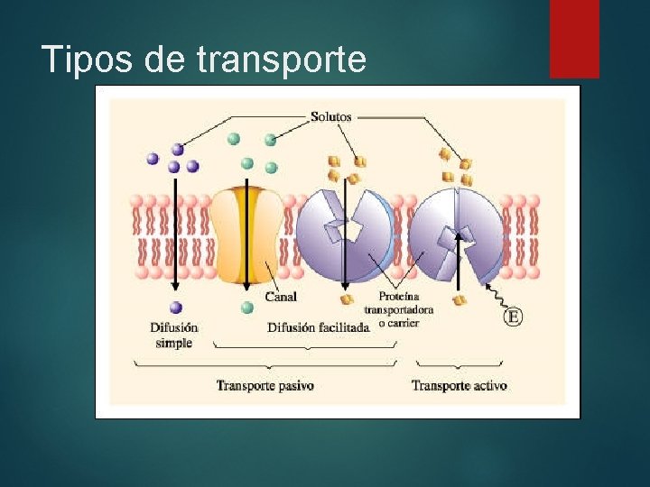 Tipos de transporte 