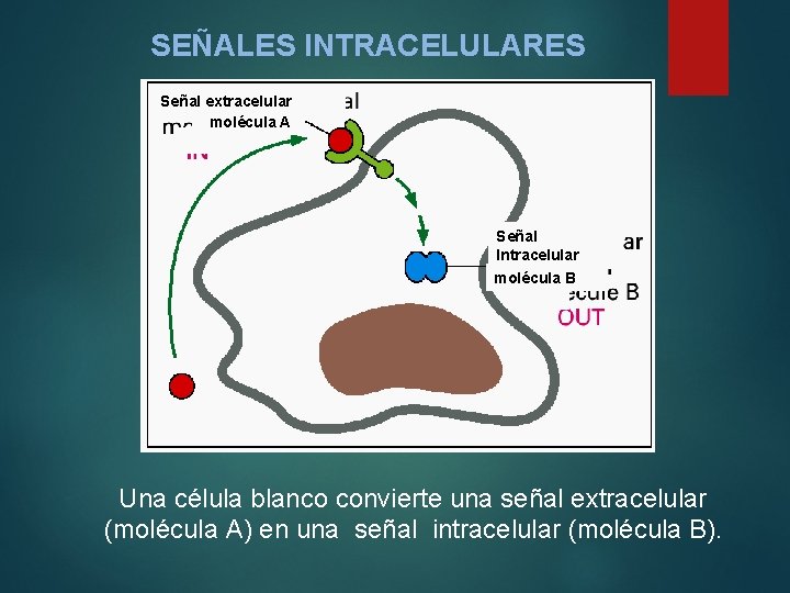 SEÑALES INTRACELULARES Señal extracelular molécula A Señal Intracelular molécula B Una célula blanco convierte