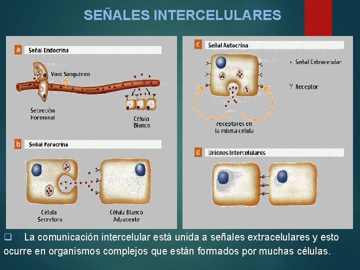 SEÑALES INTERCELULARES q La comunicación intercelular está unida a señales extracelulares y esto ocurre