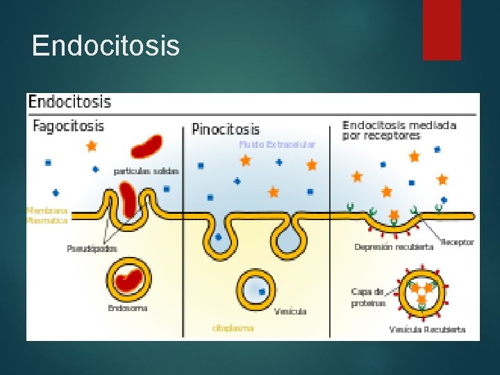 Endocitosis 