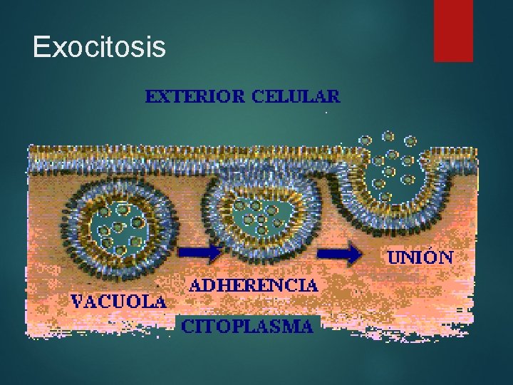 Exocitosis 