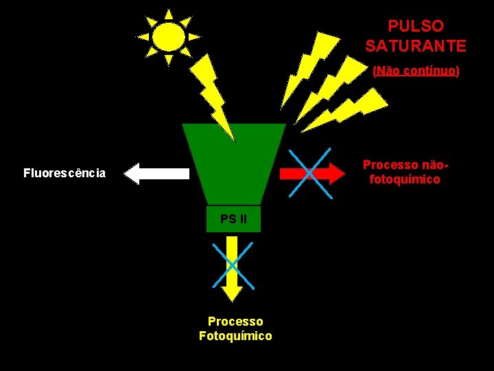 PULSO SATURANTE (Não contínuo) Processo nãofotoquímico Fluorescência PS II Processo Fotoquímico 