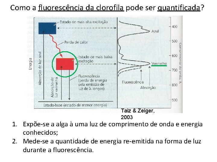 Como a fluorescência da clorofila pode ser quantificada? Taiz & Zeiger, 2003 1. Expõe-se