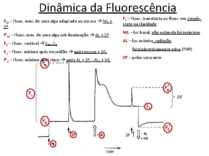 Dinâmica da Fluorescência FM – Fluor. máx. de uma alga adaptada ao escuro ML