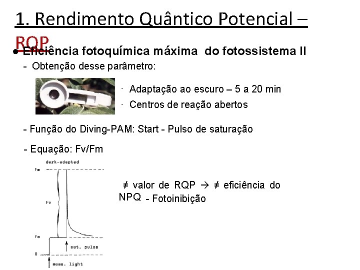 1. Rendimento Quântico Potencial – ●RQP Eficiência fotoquímica máxima do fotossistema II - Obtenção