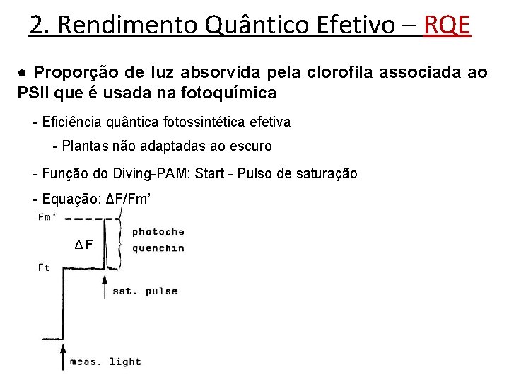 2. Rendimento Quântico Efetivo – RQE ● Proporção de luz absorvida pela clorofila associada