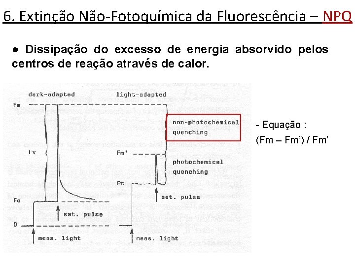 6. Extinção Não-Fotoquímica da Fluorescência – NPQ ● Dissipação do excesso de energia absorvido