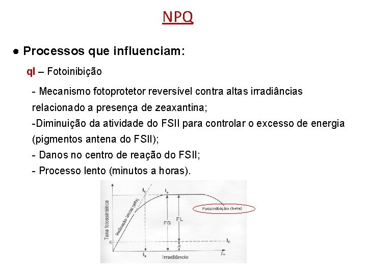 NPQ ● Processos que influenciam: q. I – Fotoinibição - Mecanismo fotoprotetor reversível contra