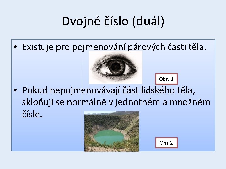 Dvojné číslo (duál) • Existuje pro pojmenování párových částí těla. Obr. 1 • Pokud
